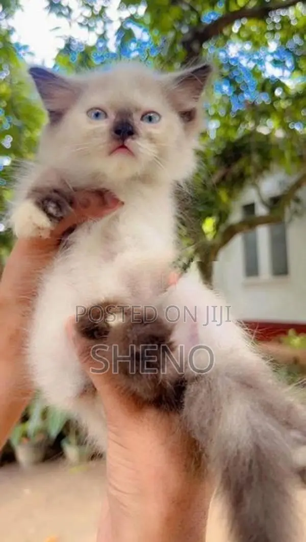 Persian Kitten
