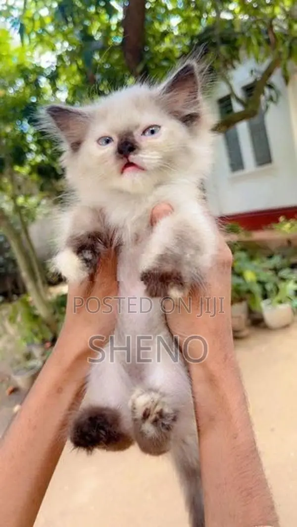 Persian Kitten