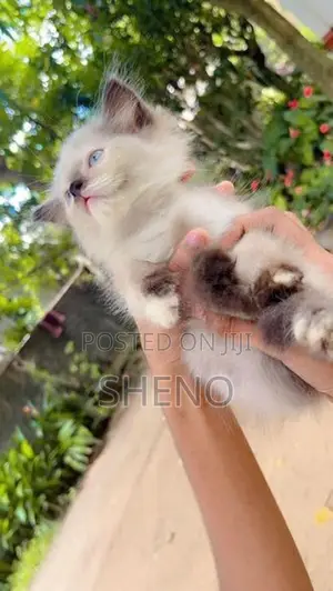 Persian Kitten