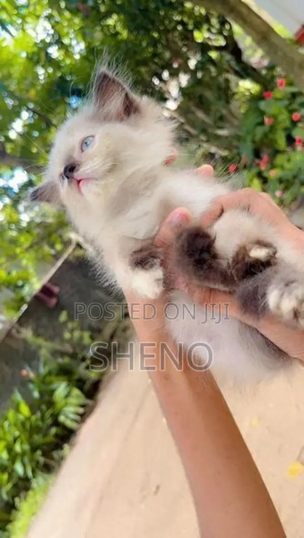 Persian Kitten