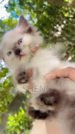 Persian Kitten