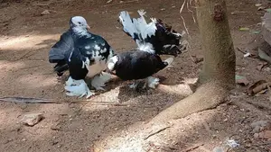 Fantail Pigeon