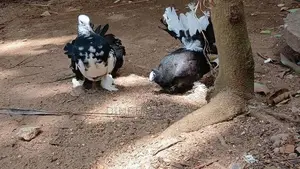 Fantail Pigeon
