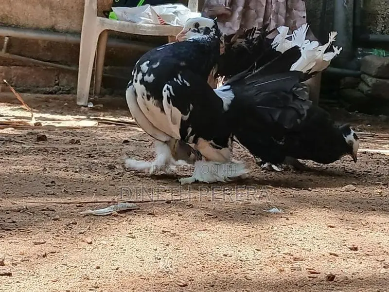 Fantail Pigeon