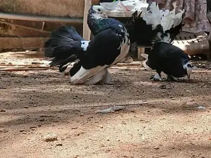 Fantail Pigeon