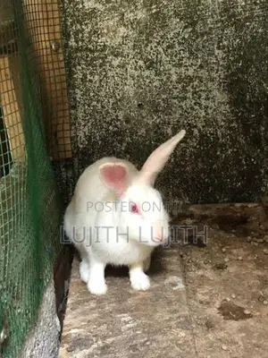 Rabbit