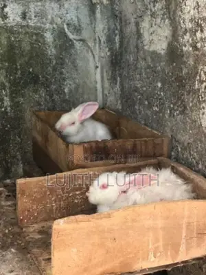Rabbit