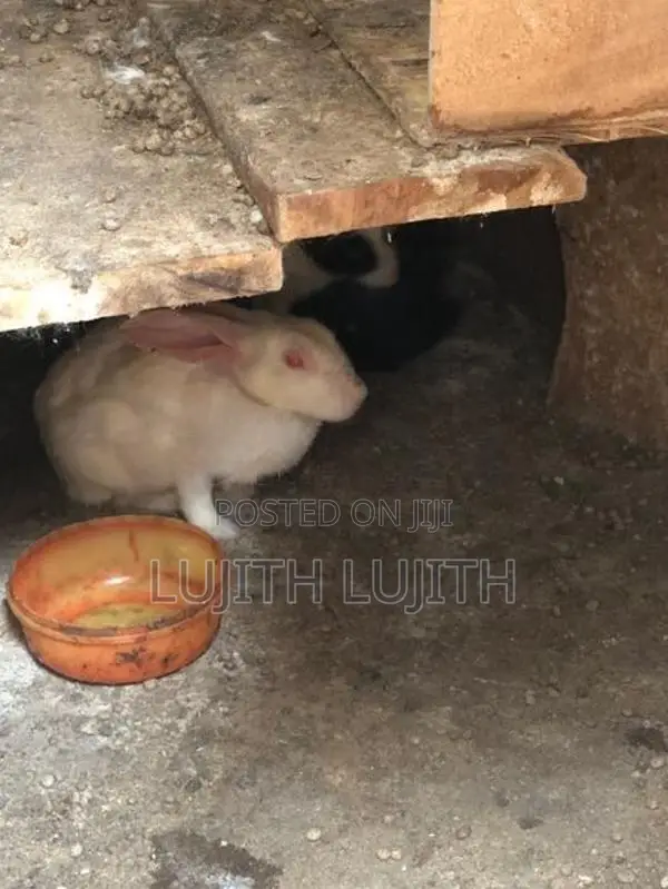 Rabbit