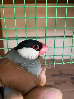 Java Finches (Sparrow)