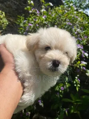 Tibetan Terrier