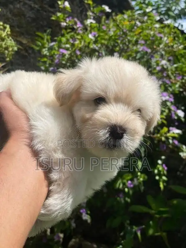 Tibetan Terrier