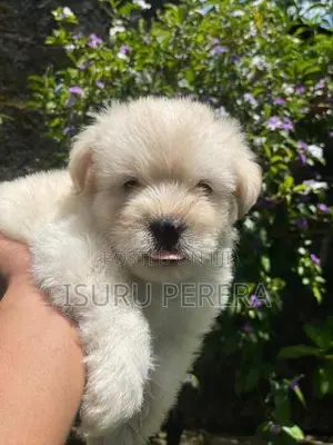 Tibetan Terrier