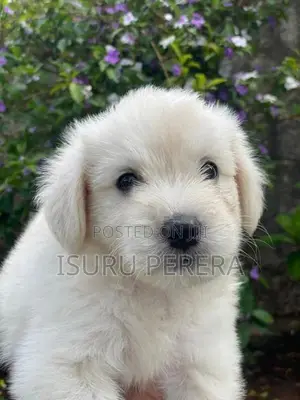 Tibetan Terrier