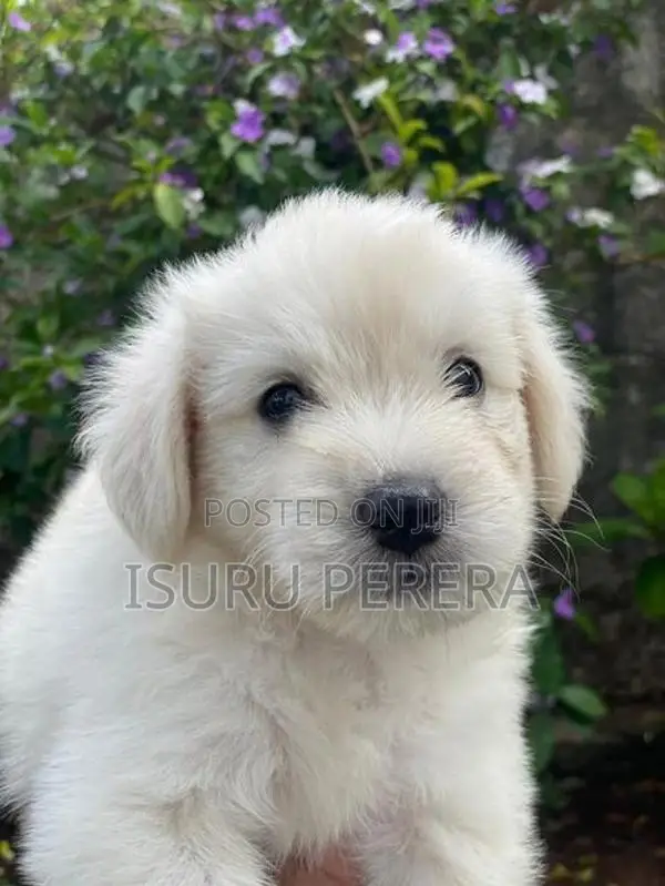 Tibetan Terrier