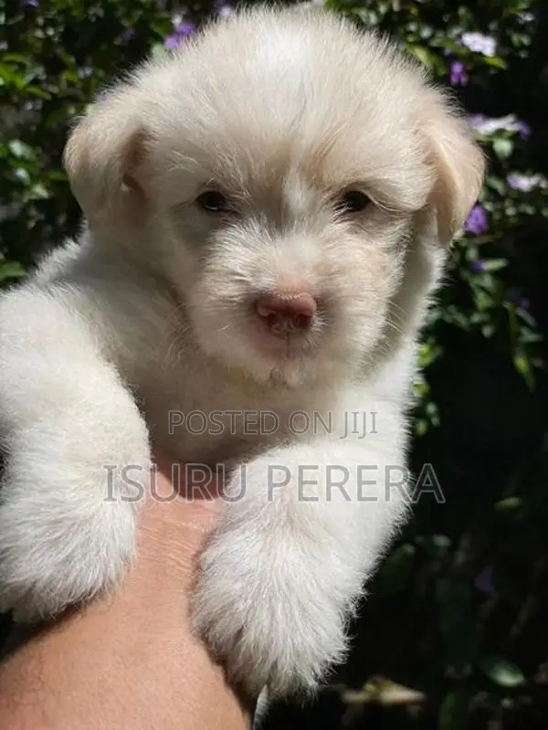 Tibetan Terrier