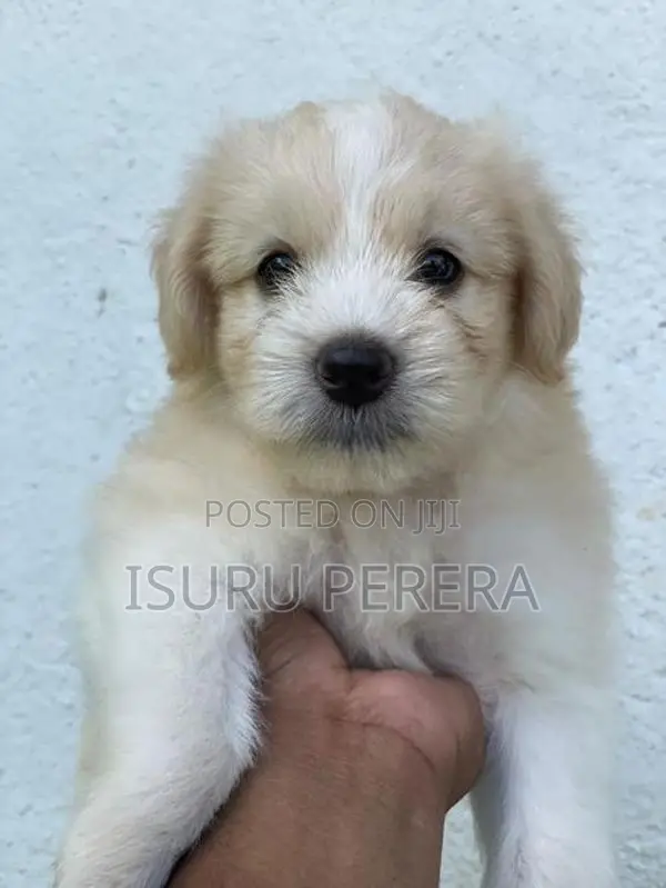 Tibetan Terrier