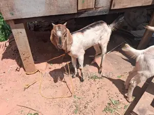 Farm Goat