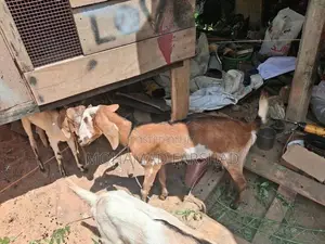 Farm Goat