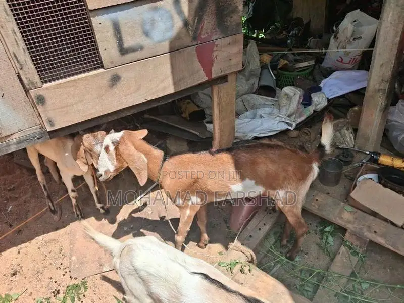 Farm Goat