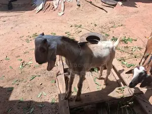 Farm Goat