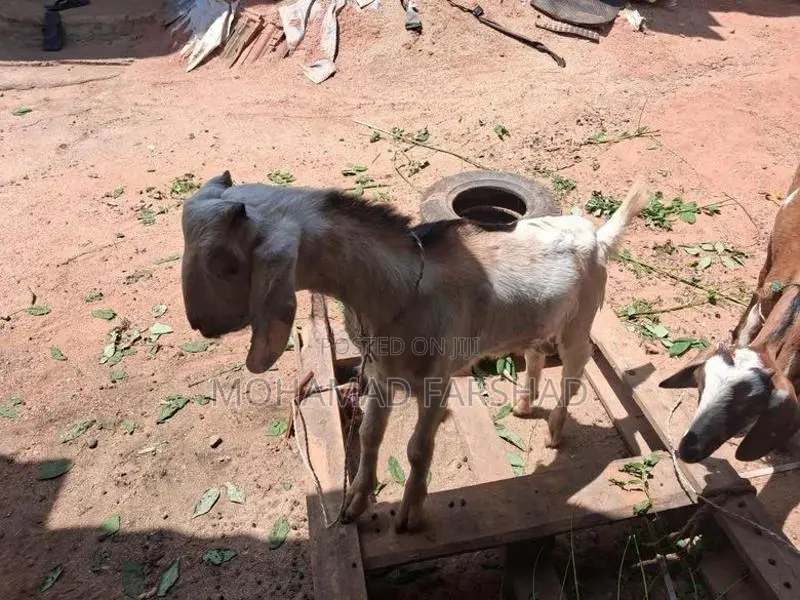 Farm Goat