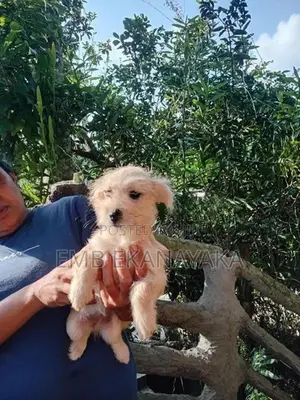 Terrier Puppies