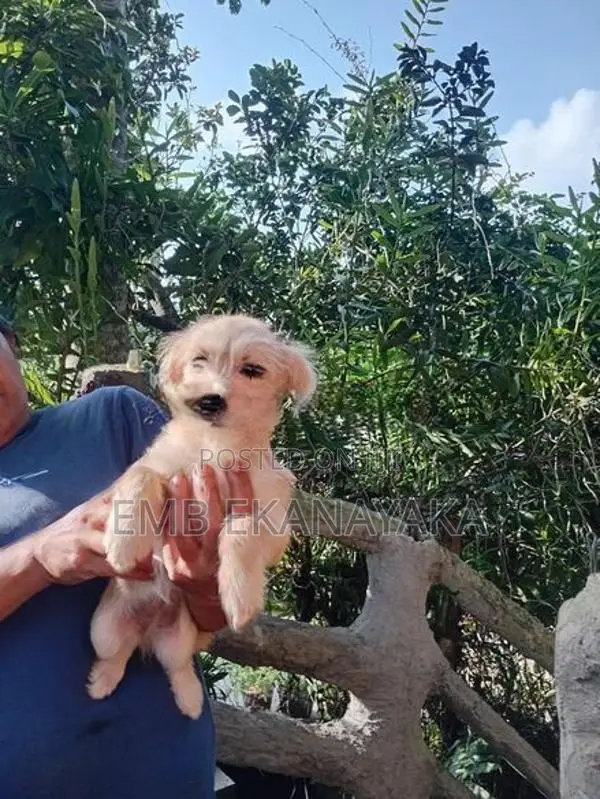 Terrier Puppies