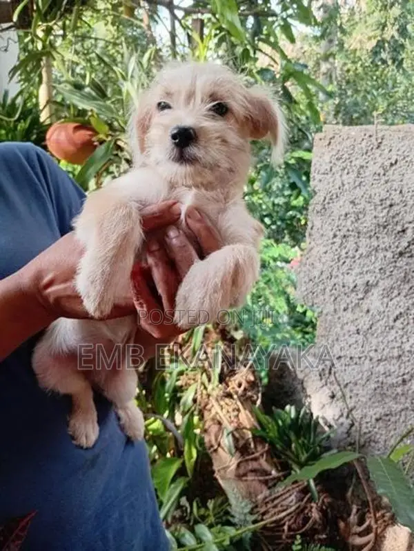 Terrier Puppies