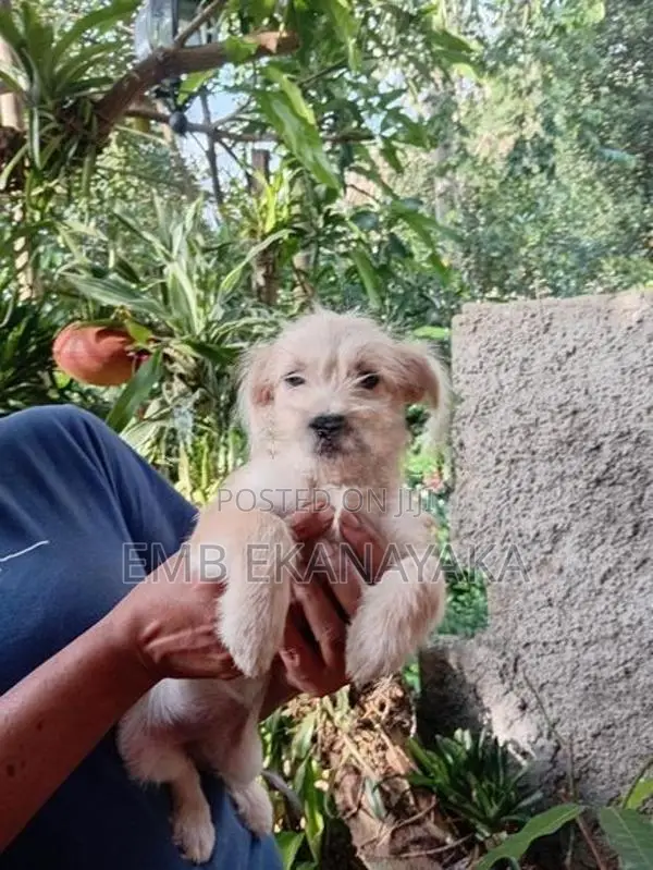 Terrier Puppies