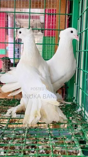 Pigeon