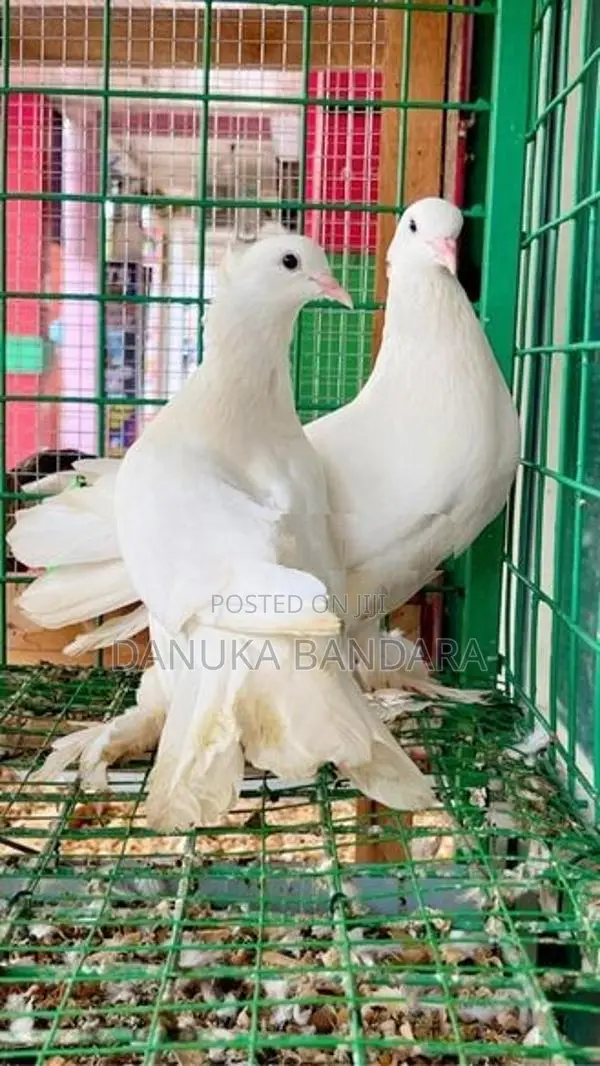 Pigeon