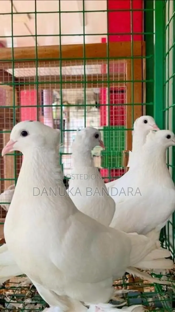 Pigeon