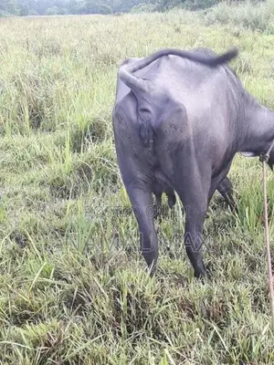 මී ගවයින්