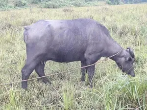 මී ගවයින්