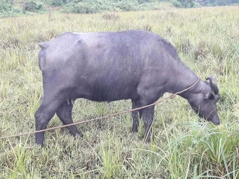 මී ගවයින්