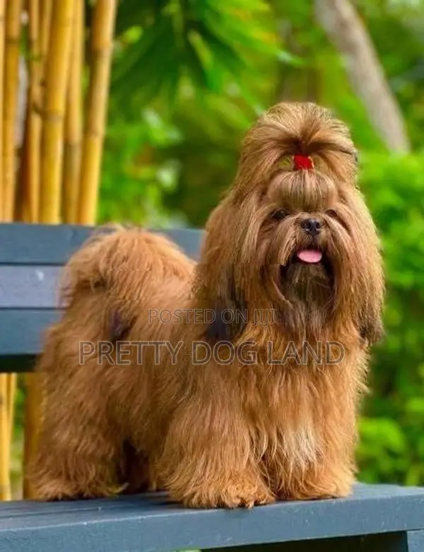 Shih Tzu For Crossing