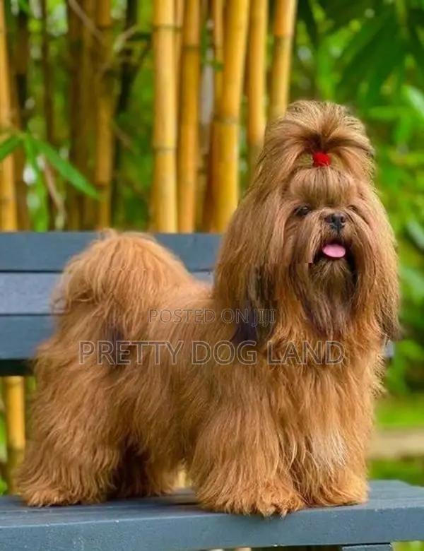 Shih Tzu For Crossing