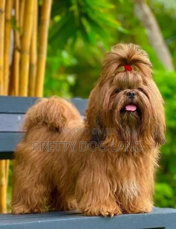 Shih Tzu For Crossing