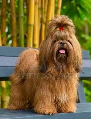 Shih Tzu For Crossing