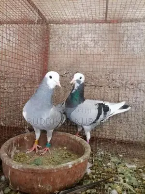 Bidin Maha Sathun 5000 Sita Ihalata Thani Satha