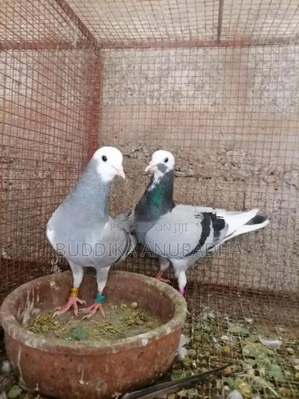 Bidin Maha Sathun 5000 Sita Ihalata Thani Satha