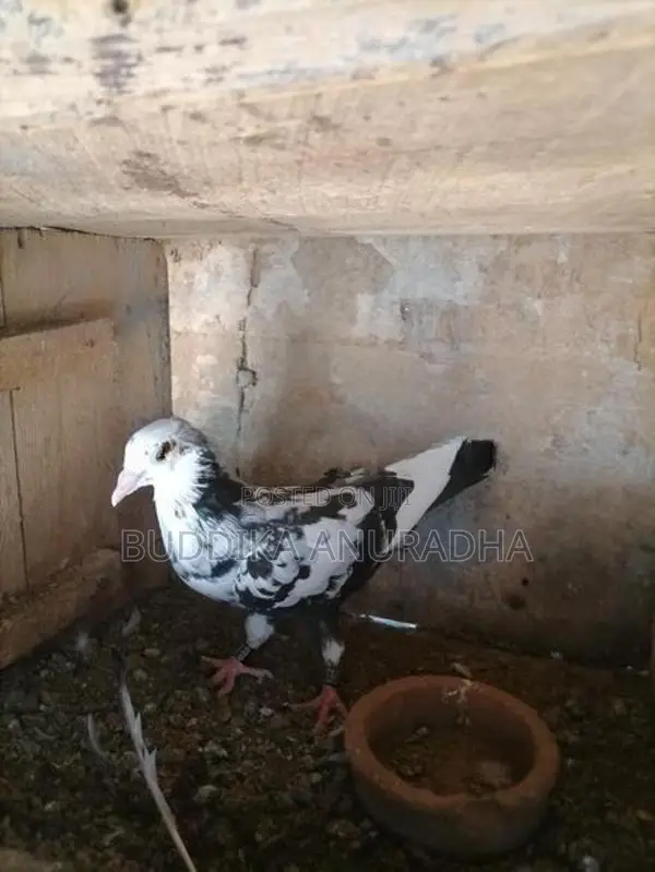 Bidin Maha Sathun 5000 Sita Ihalata Thani Satha