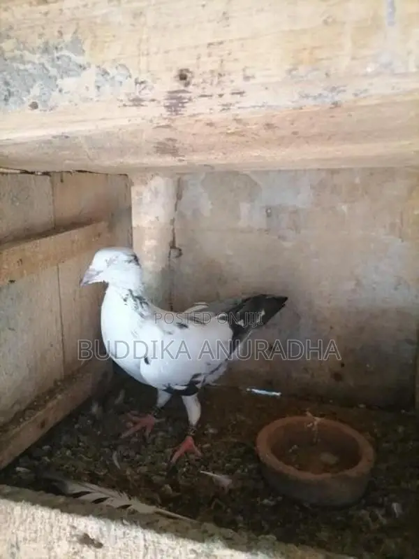 Bidin Maha Sathun 5000 Sita Ihalata Thani Satha