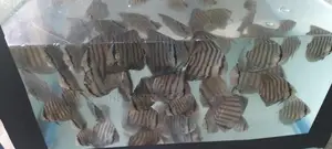 Discus Fish
