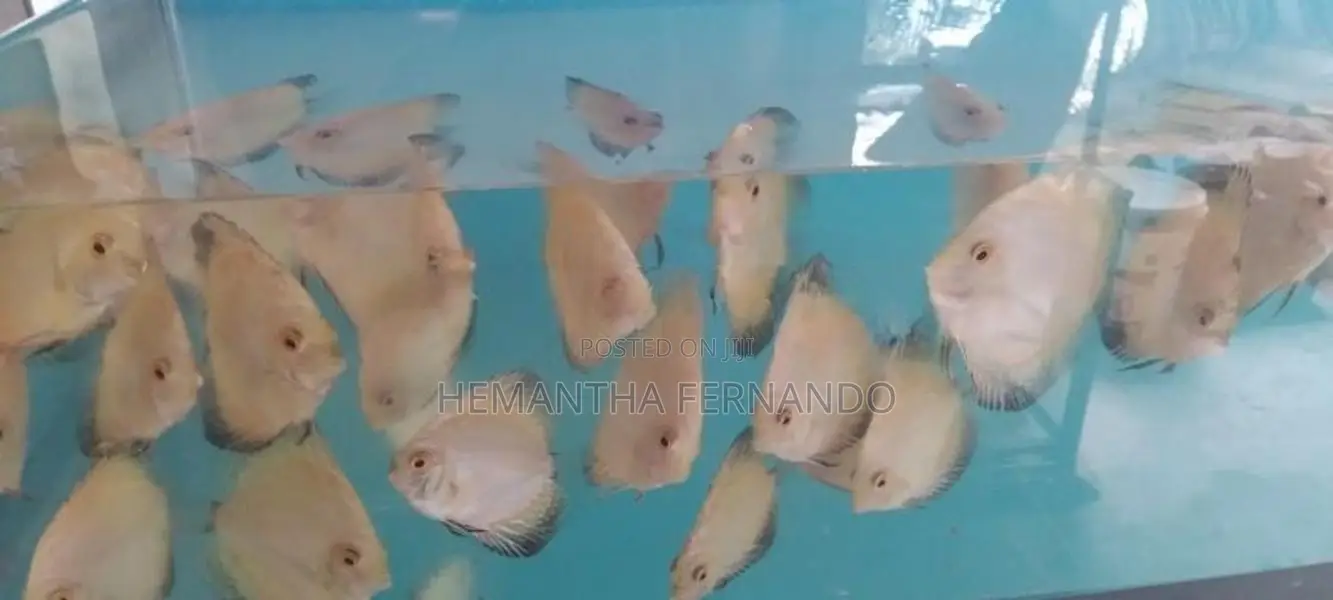 Discus Fish