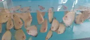 Discus Fish