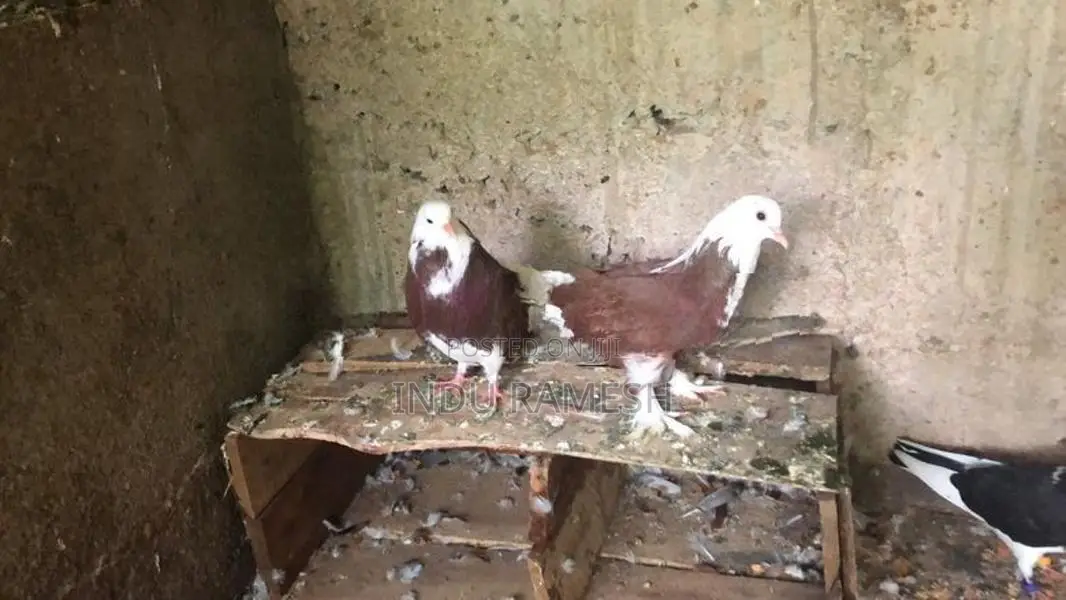 Fancy Pigeon