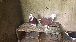 Fancy Pigeon