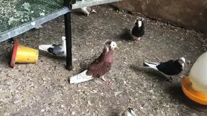 Fancy Pigeon