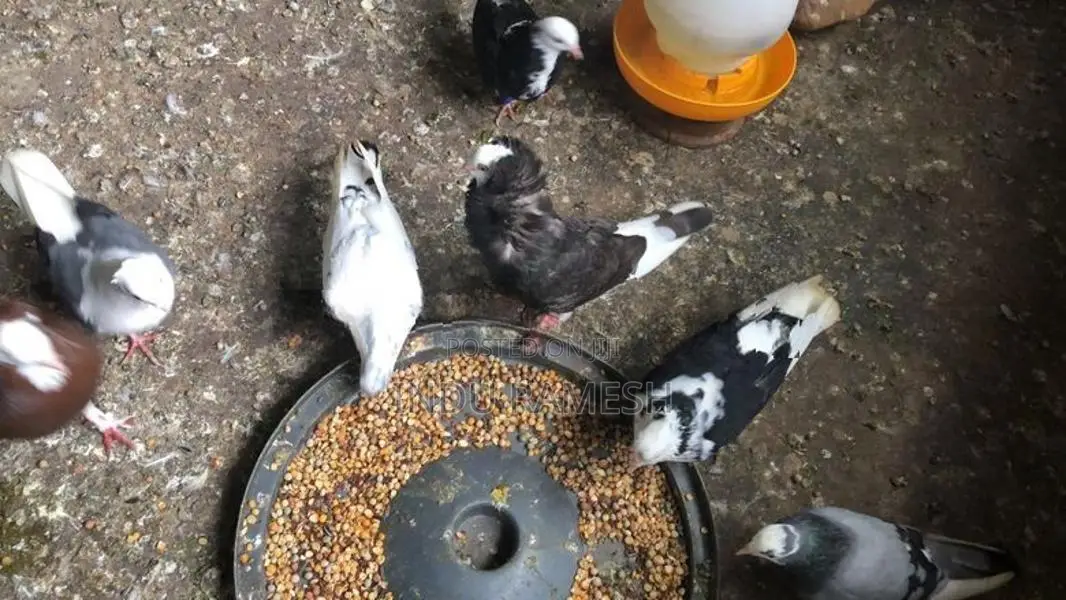 Fancy Pigeon